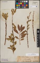 Foto von Salix daphnoides Vill.